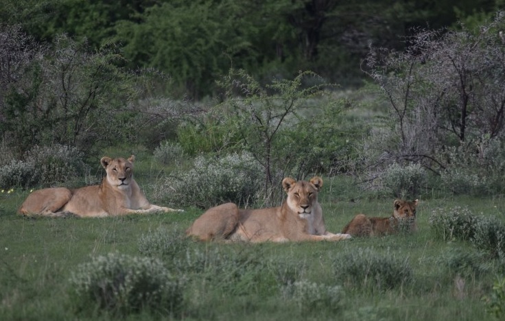 Etosha_Nationalpark_Löwen